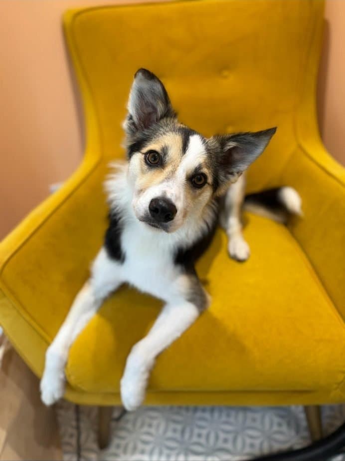 Border collie relaxing on the yellow chair after grooming