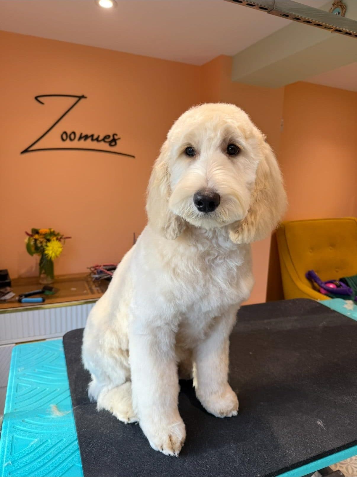 White goldendoodle puppy on the grooming table