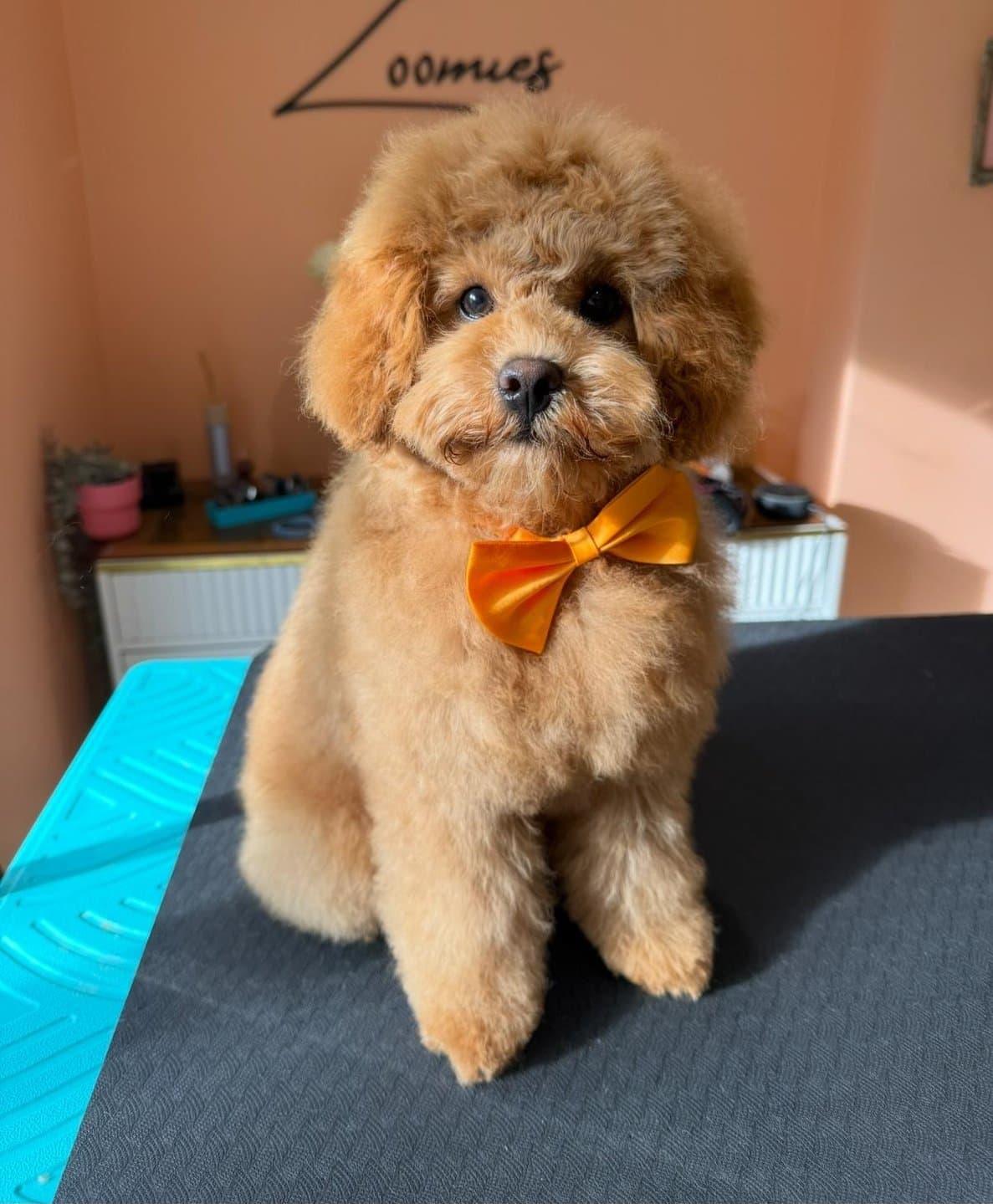 Freshly groomed toy poodle wearing an orange bow tie