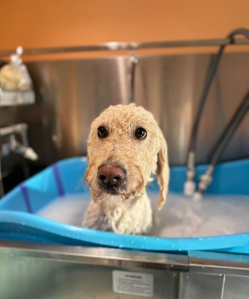 Cockapoo in the Thera-Clean microbubble bath at Zoomies
