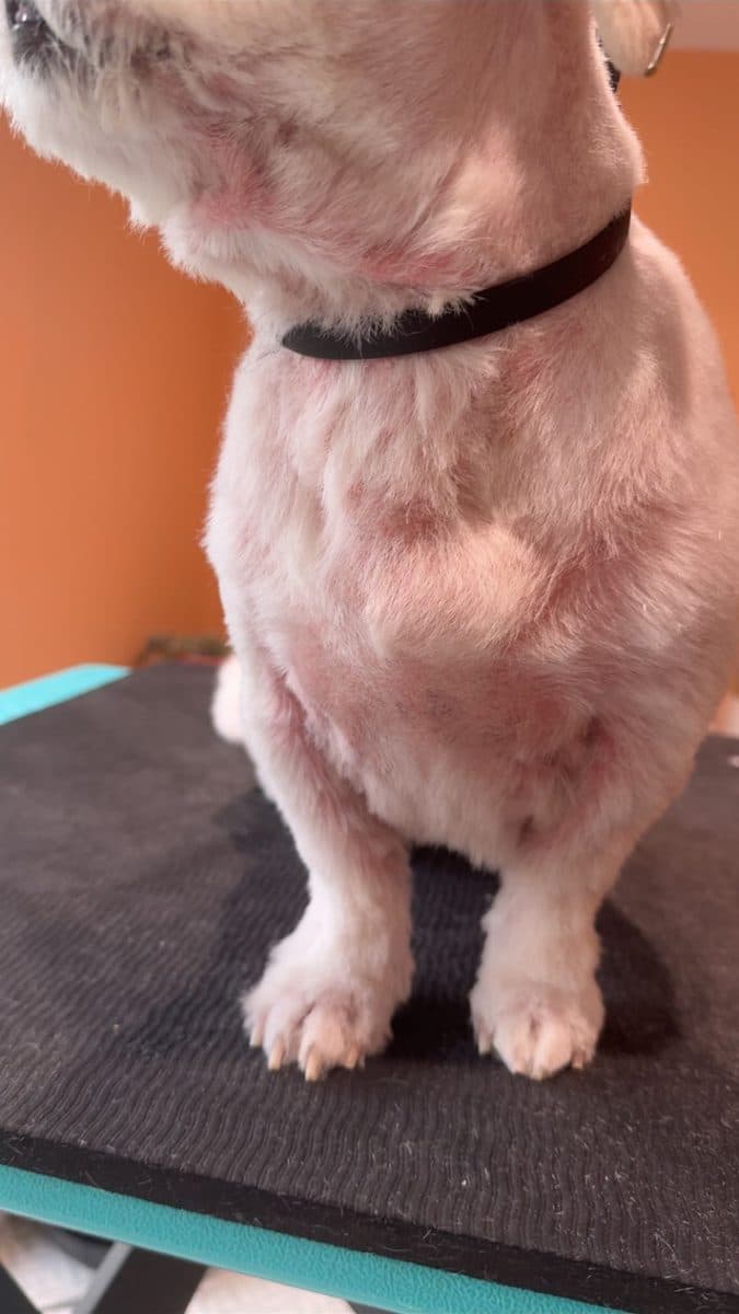 White dog with irritated pink skin before Thera-Clean treatment